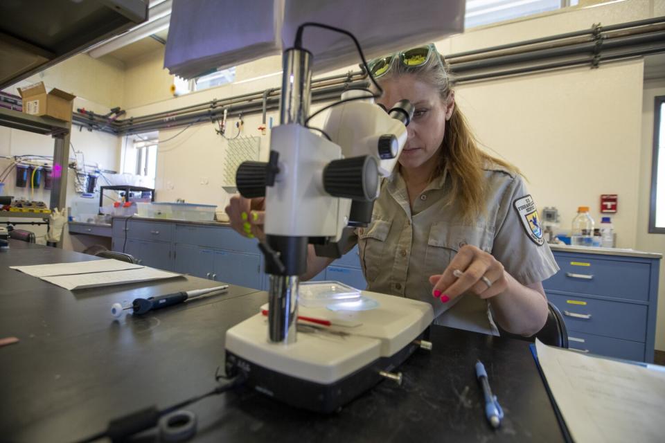 A woman in a lab looks into a microscope