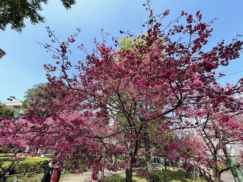 桃園中壢｜莒光公園