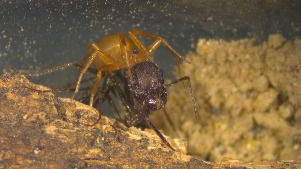 The Myrmecicultor chihuahuensis (lighter color) attacks a host harvester ant. Scientists studying why the ants allowed the spider to cohabitate with them recently discovered that the spider feeds on the much larger ants.