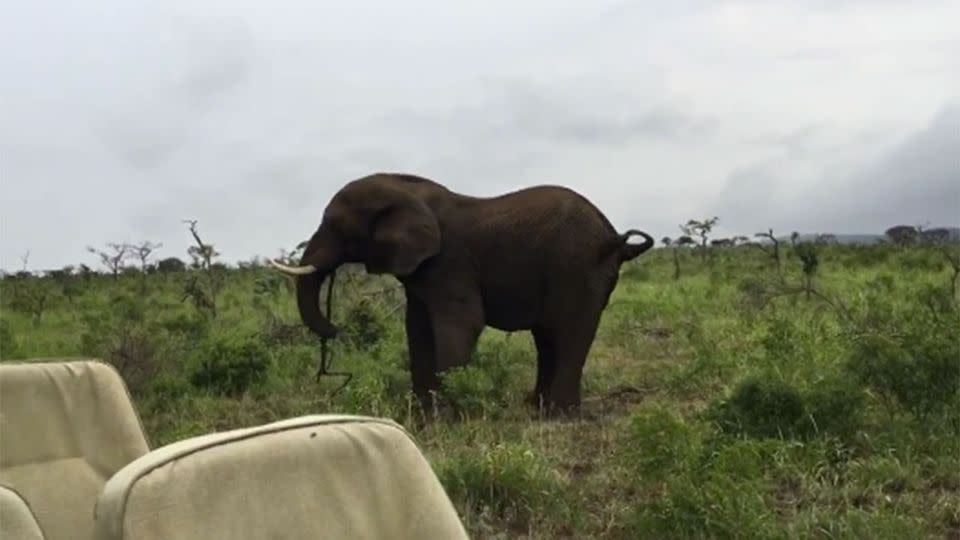 The moment the male elephant picks up the stick. Source: Newsflash