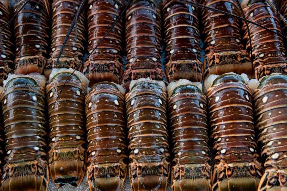 Spiny lobster tails from a midday haul at Matheson Hammock Park on July 25, 2019. Thursday marked the last day of the spiny lobster mini-season.