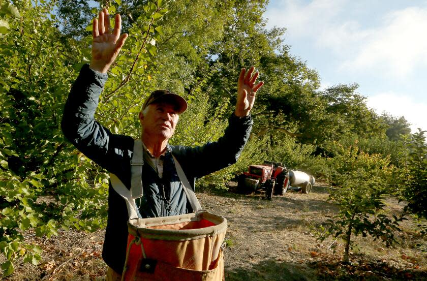 San Luis Obispo, CA - Fruit farmer Mike Cirone prepares to pick apples in his small orchard in See Canyon near San Luis Obispo. The canyon is blessed with fertile soil and ample groundwater. Microclimates created by the hilly terrain and its proximity to cooling coastal moisture allows Cirone to practice dry farming. . He depends heavily on rain and the canyon got more than 60 inches of precipitation last winter. (Luis Sinco / Los Angeles Times)