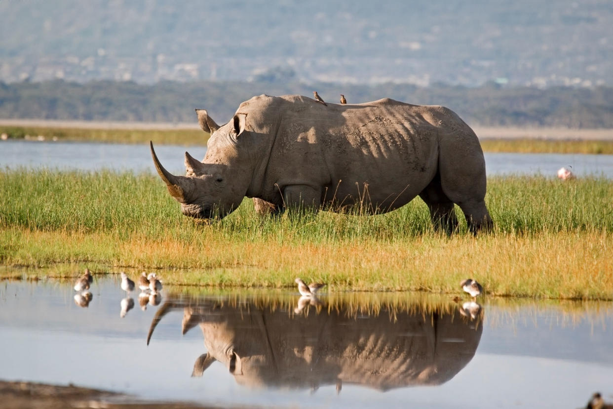 Northern White Rhino Getty Images/WLDavies