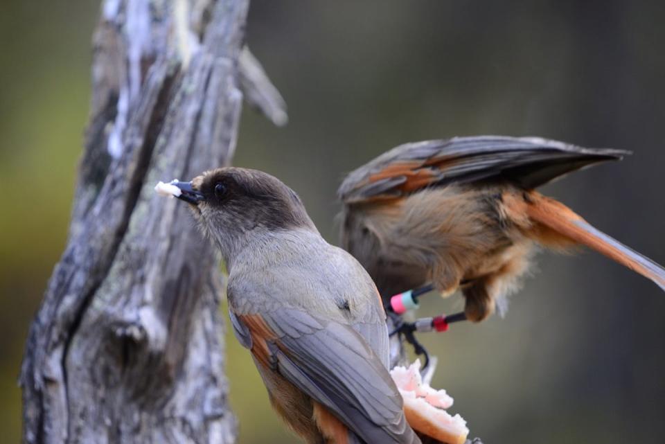 Warmer temperatures caused by climate change may spoil the food that Siberian jays store to survive winter. (M. Griesser), Author provided