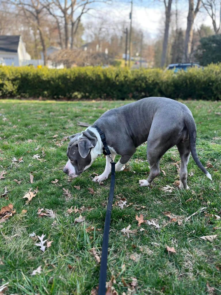 Peanut Butter is now Learning how to navigate walks and home life with her foster mom in New Jersey. Courtesy of Pibbles & More Animal Rescue