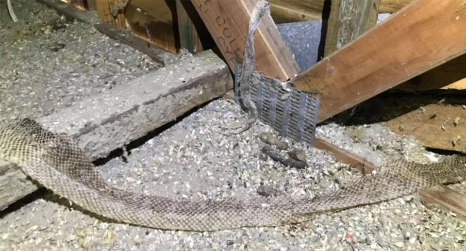 A snake catcher has made a skin-crawling find in a customer’s roof, after residents heard strange noises coming from the roof. Source: Facebook/Sunshine Coast Snake Catchers 24/7