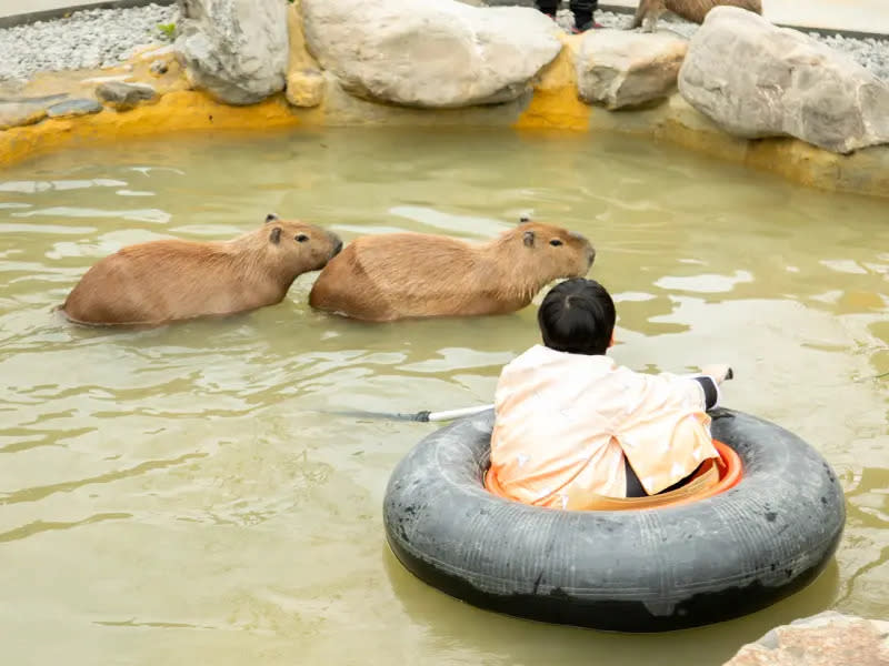 ▲水豚森林浴首度迎客，為參訪者帶來難忘的動物探訪體驗。（圖／記者黃文德翻攝）