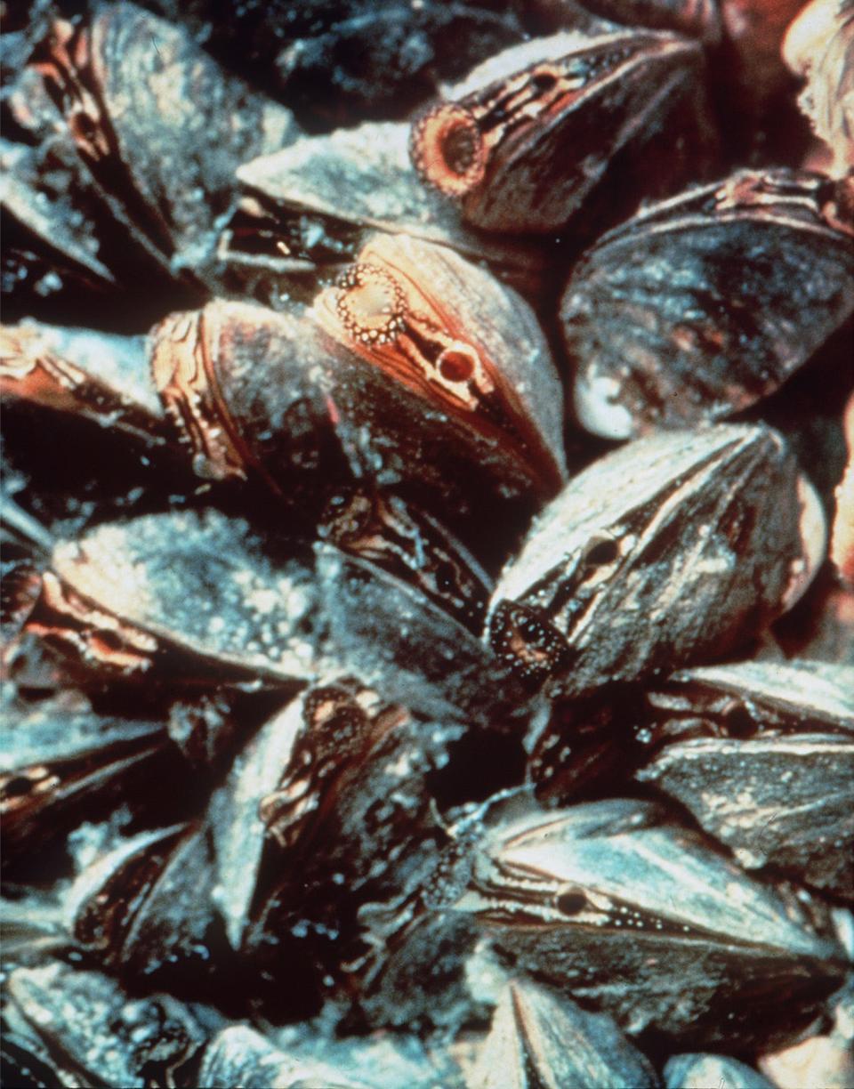Thumb-sized zebra mussels are shown in a handout photo from the U.S. Fish and Wildlife Service. The finding of destructive zebra mussels in Lewis and Clark Lake near Yankton worries state biologists and other fish and wildlife specialists.
