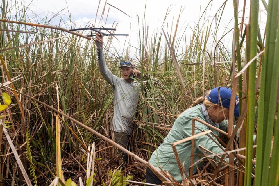 Científicos de la Universidad de Florida (UF/IFAS) y de United States Geological Survey (USGS) están empleando nuevas técnicas para explorar el comportamiento de las pitones.