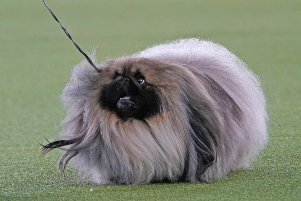 A Pekingese walks with its handler in the Best in Show at the Westminster Kennel Club dog show, Sunday, June 13, 2021, in Tarrytown, N.Y. The dog won the blue ribbon in Best in Show. (AP Photo/Kathy Willens)