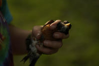 Avian ecologist and Georgetown University Ph.D. student Emily Williams holds a robin, Wednesday, April 28, 2021, in Cheverly, Md. Williams often begins her fieldwork at 4:30 a.m., but she can only be in one backyard at a time. And so her research, like that of many biologists, benefits from the cooperation and excitement of a growing number of citizen scientists — some of whom record their daily observations on Cornell University’s popular bird-watching smartphone app, eBird. (AP Photo/Carolyn Kaster)