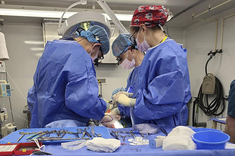 In this photo provided by eGenesis, a genetically modified pig liver is removed in Massachusetts for transportation to the University of Pennsylvania in Philadelphia in December 2023. On Thursday, Jan. 18, 2024, the university announced surgeons externally attached the pig liver to a brain-dead human body and watched it successfully filter blood, a step toward eventually trying the technique in patients with liver failure. (eGenesis via AP)