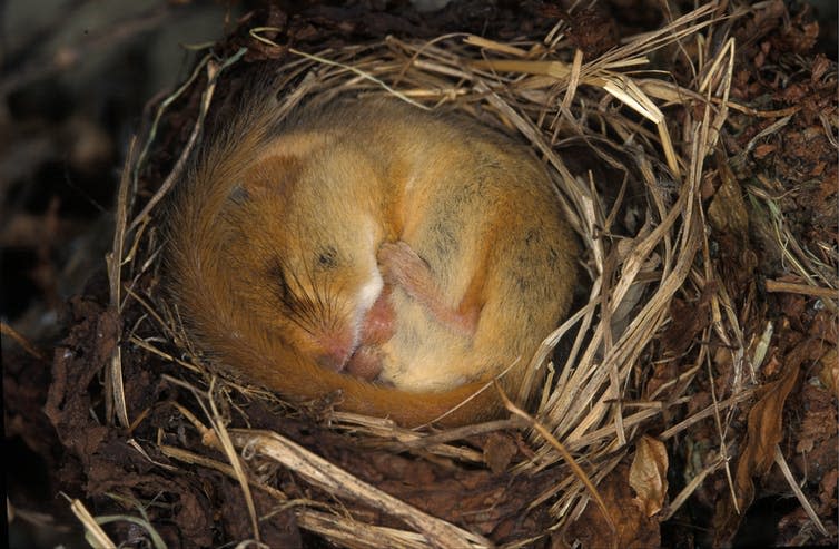 <span class="caption">Dormice are likely to emerge from hibernation earlier than usual.</span> <span class="attribution"><a class="link " href="https://www.shutterstock.com/image-photo/hazel-dormouse-hibernation-1357091984" rel="nofollow noopener" target="_blank" data-ylk="slk:COULANGES/Shutterstock;elm:context_link;itc:0;sec:content-canvas">COULANGES/Shutterstock</a></span>