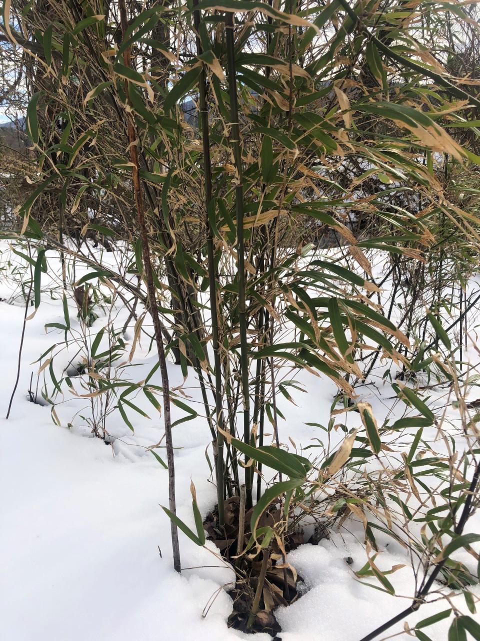 River cane is native to Western North Carolina, and as its name implies, it grows along river and stream banks. This clump is along the banks of Cane Creek in Bill Moore Community Park in Fletcher.