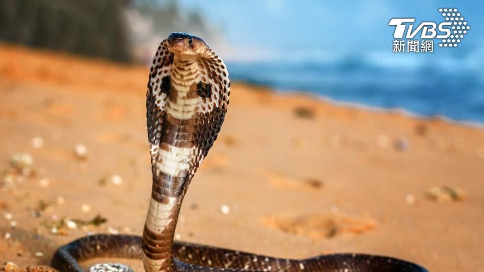 眼鏡蛇的毒液足以將人斃命。（示意圖／shutterstock達志影像）