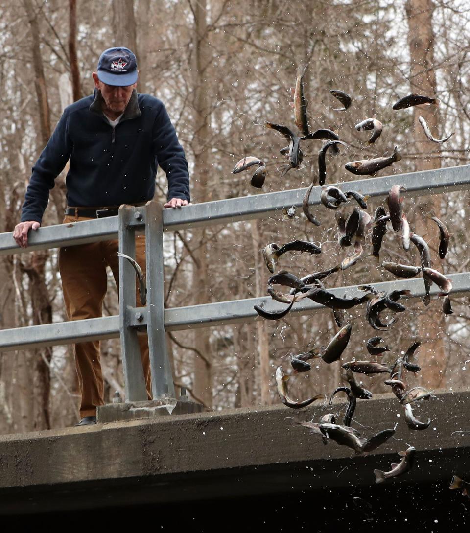 George Knoechel watches as a net full of rainbow trout fly into the east Branch of the Croton River in Croton Falls, New York March 24, 2021. The New York State Department of Environmental Conservation Catskill State Fish Hatchery and was stocking the river for the opening day of trout season which is April 1st. Knoechel is a volunteer who helps with traffic at the stocking locations.