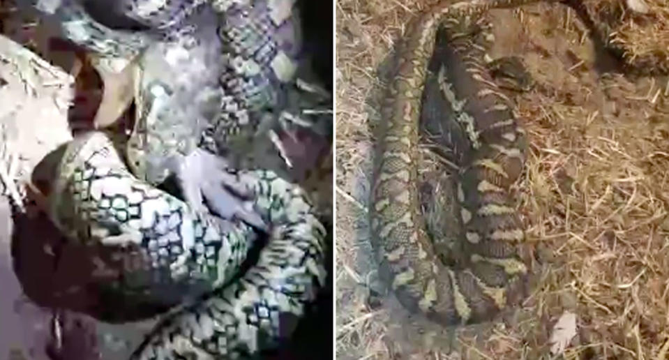 The python's jaw fully opens as it feasts on the chicken in a Clagiraba barn on the Gold Coast.