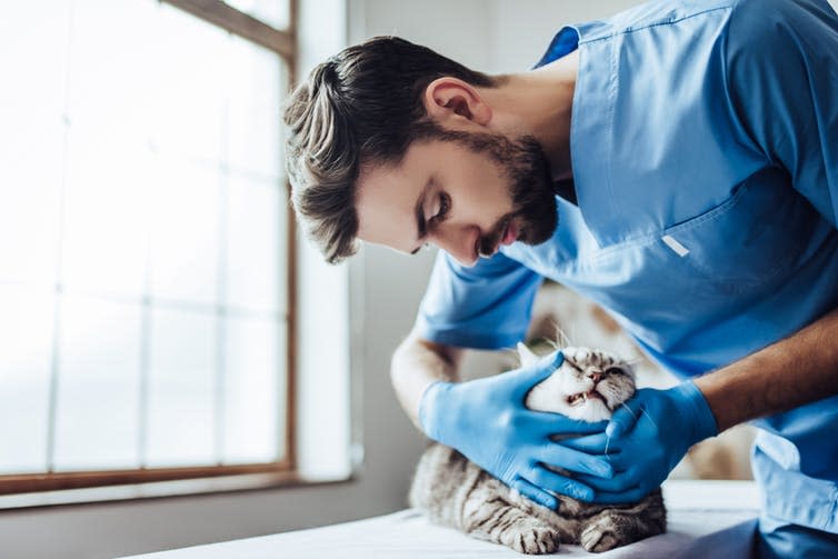 <span class="caption">Fern’s Law would make it compulsory for vets to scan all pets new to their practice.</span> <span class="attribution"><a class="link " href="https://www.shutterstock.com/image-photo/handsome-male-doctor-veterinarian-examining-cute-760952164" rel="nofollow noopener" target="_blank" data-ylk="slk:Shutterstock/4 PM production;elm:context_link;itc:0;sec:content-canvas">Shutterstock/4 PM production</a></span>