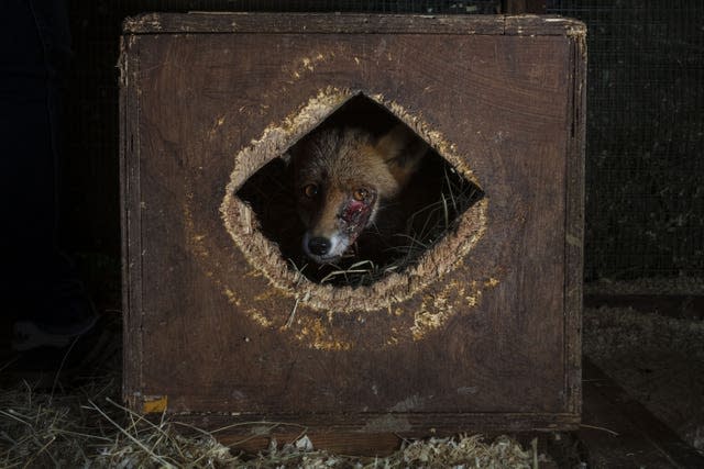 A fox in a Kent rehabilitation centre after being attacked, most likely by dogs