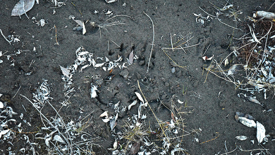 A grizzly print close to the Chandalar River camp - Credit: Josh Condon