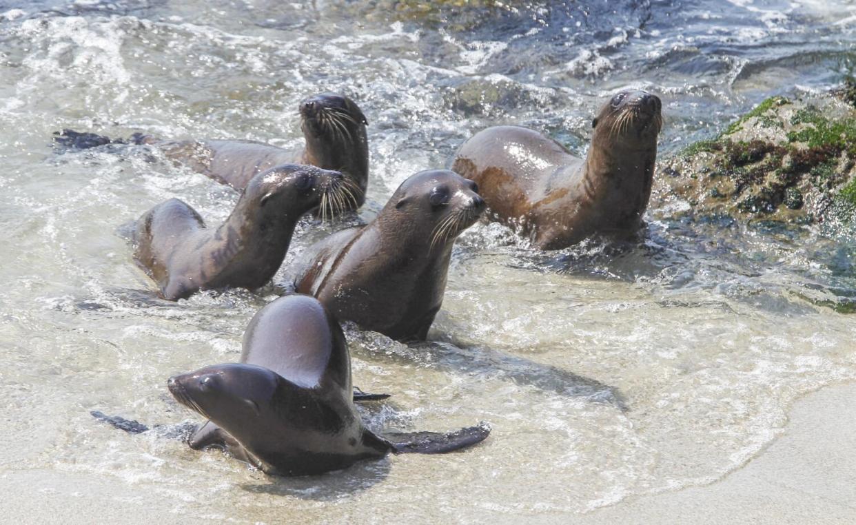 Sea lion pups crawl onto a beach.