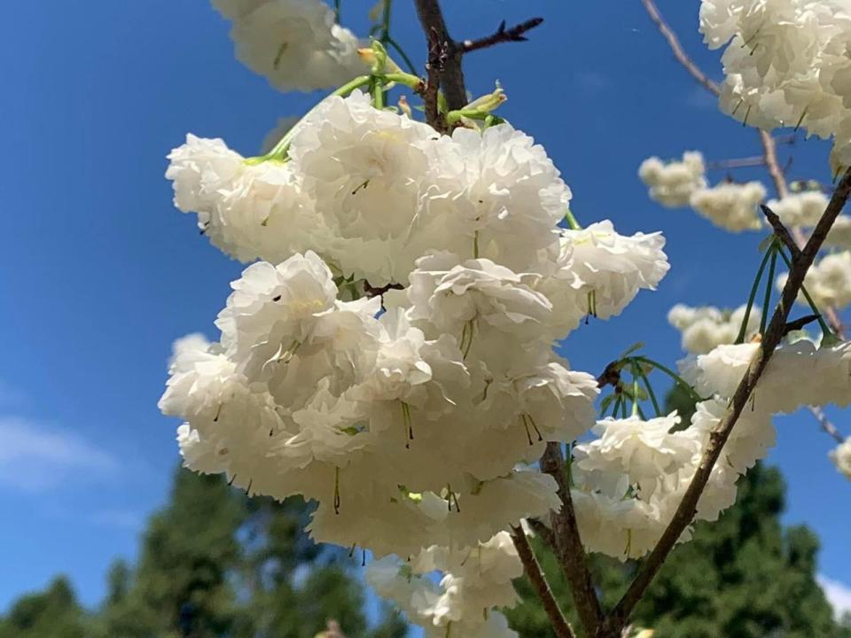 台灣雪櫻為難得一見的櫻花品種。（翻攝九族文化村粉絲團）