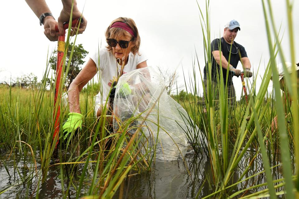 Roxann Lawson plants saltmarsh cordgrass along the water line Friday, Aug. 20, 2021, at the Morris Landing Clean Water Preserve in Holly Ridge. Around 800 plants were put in place to help the N.C. Coastal Federation create a living shoreline along Stump Sound.