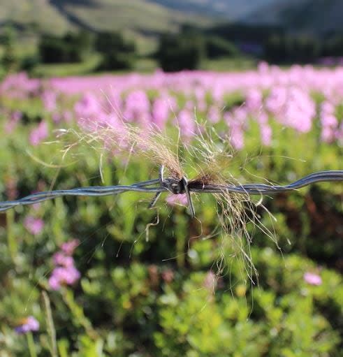 The research includes gathering tufts of hair left behind when curious grizzly bears investigate "scent lures" surrounded by a strand of barbed wire.