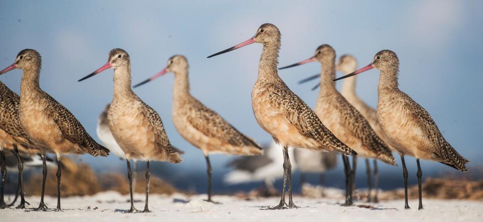 Marbled godwits look attentive as a jogger and his unleashed dog approach at Bowditch Point Park on Fort Myers Beach on Tuesday, September 29, 2020. The godwits took flight shortly after this photograph was taken.