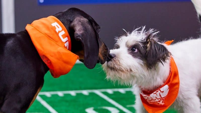 puppy bowl 2024 what day