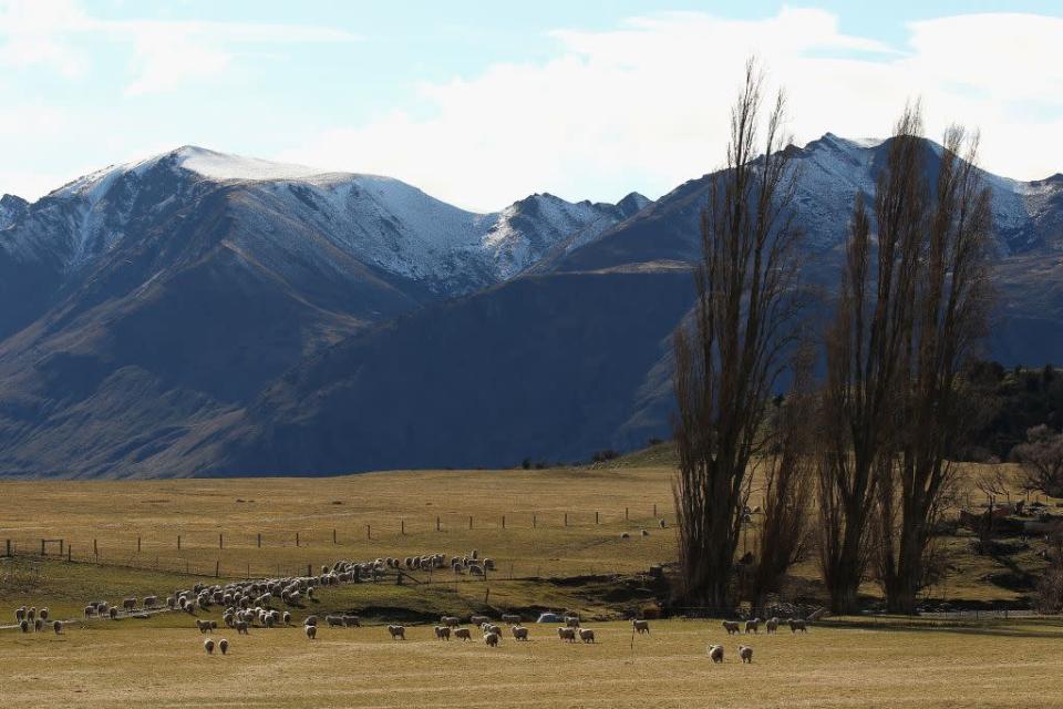 Sheep on a property on the outskirts of Wanaka in Wanaka, New Zealand.