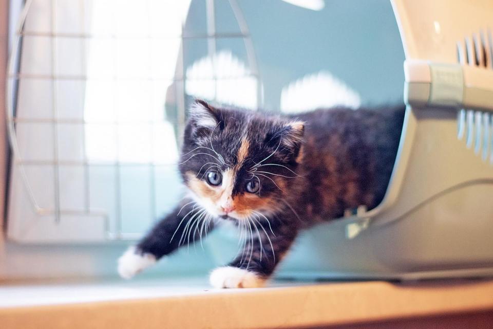 kitten walking out of his carrier; how to introduce a new kitten to your cat
