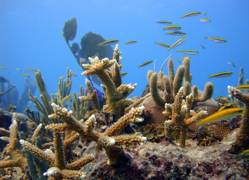 In this Oct. 18, 2011 released by the Puntacana Ecological Foundation, a healthy coral grows in Punta Cana, Dominican Republic. The tropical islands' reefs protect fragile coastlines by absorbing energy from waves during hurricanes and normal conditions. In the face of decline of coral reefs, some coral specialists and conservationists say passive inaction would be a grave mistake. (AP Photo/Puntacana Ecological Foundation, Victor Manuel Galvan)