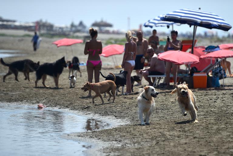 Dogs play at Baubeach in Maccarese, near Rome, on August 12, 2014