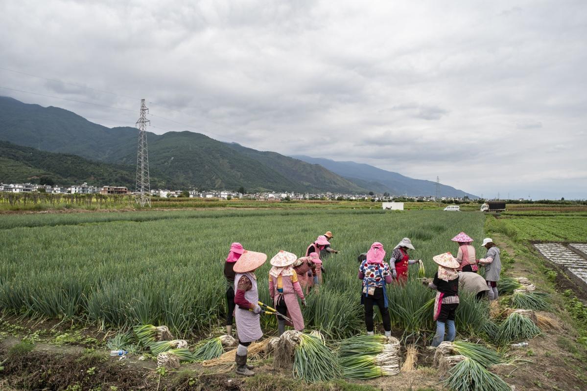 中国旨在在新的粮食安全驱动下提高粮食产能