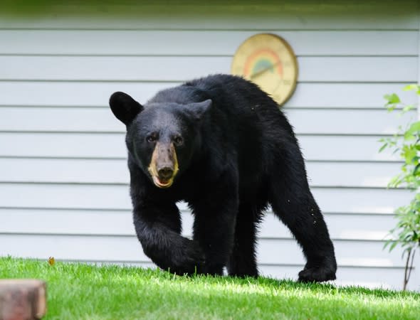 Bear leads police on four-hour chase through New Jersey neighbourhood