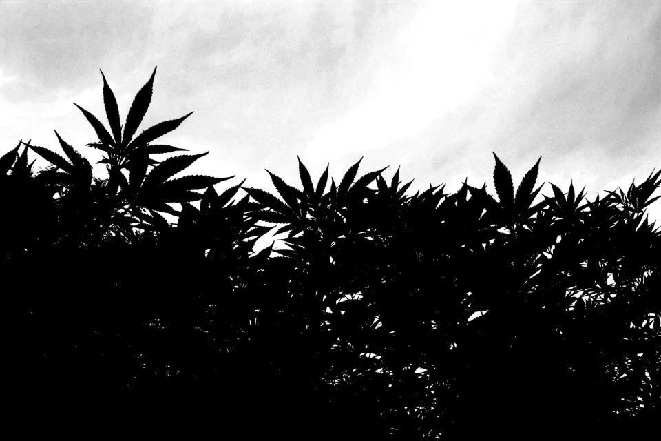 Cannabis plants in silhouette.