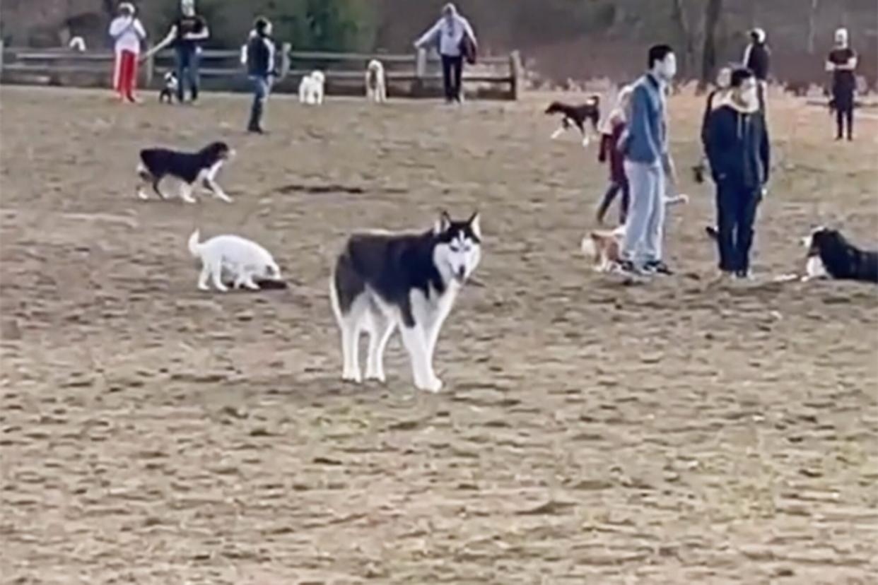 husky standing in dog park