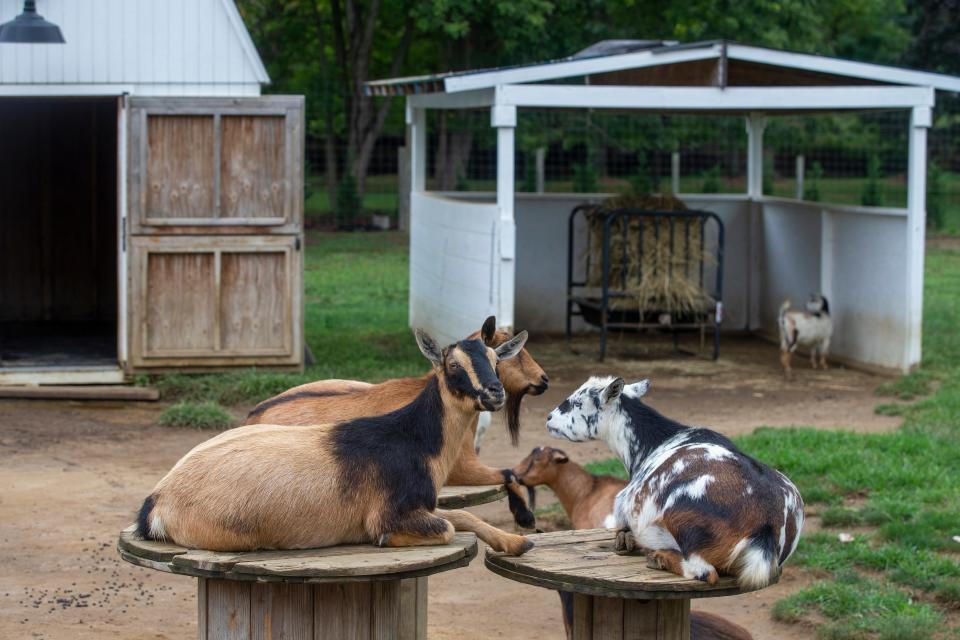 Goats rest on tables outside Oak Hill Farms, a two-year-old provider of high-quality, hand-crafted and natural products, including candles, jams and jellies, and health and beauty aids, in Holmdel, NJ Tuesday, September 13, 2022.