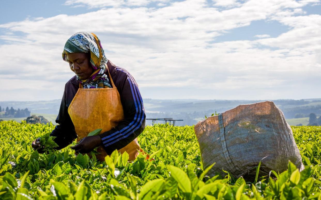 Tea picking Kenya - Katie G. Nelson for The Telegraph