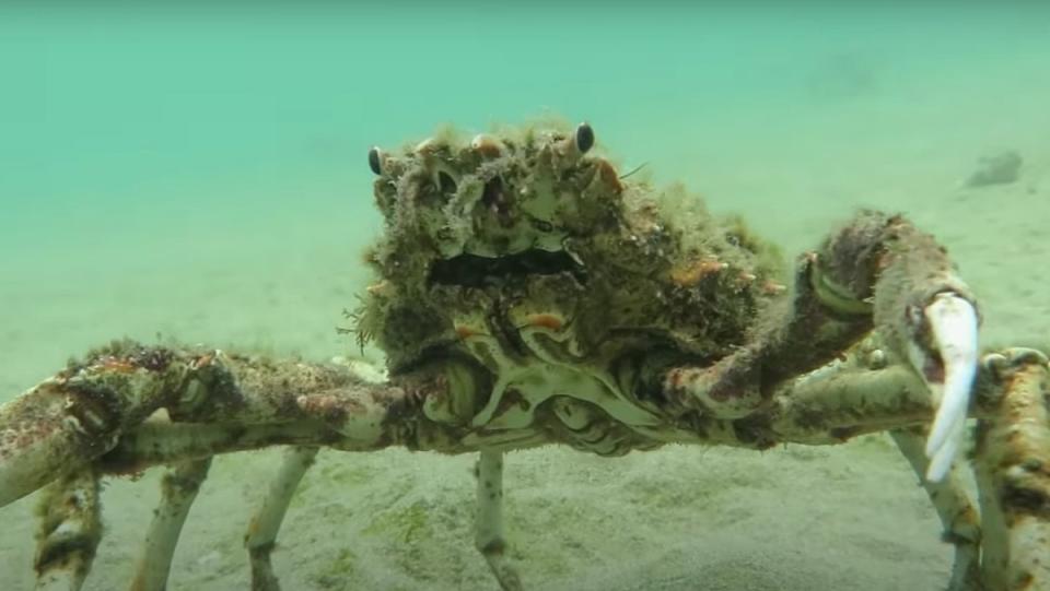 A large spider crab embraces an underwater camera.