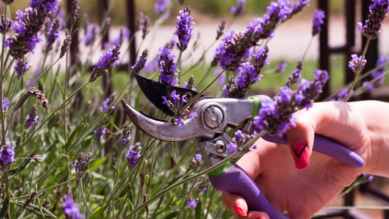  Cutting lavender with pruning shears 