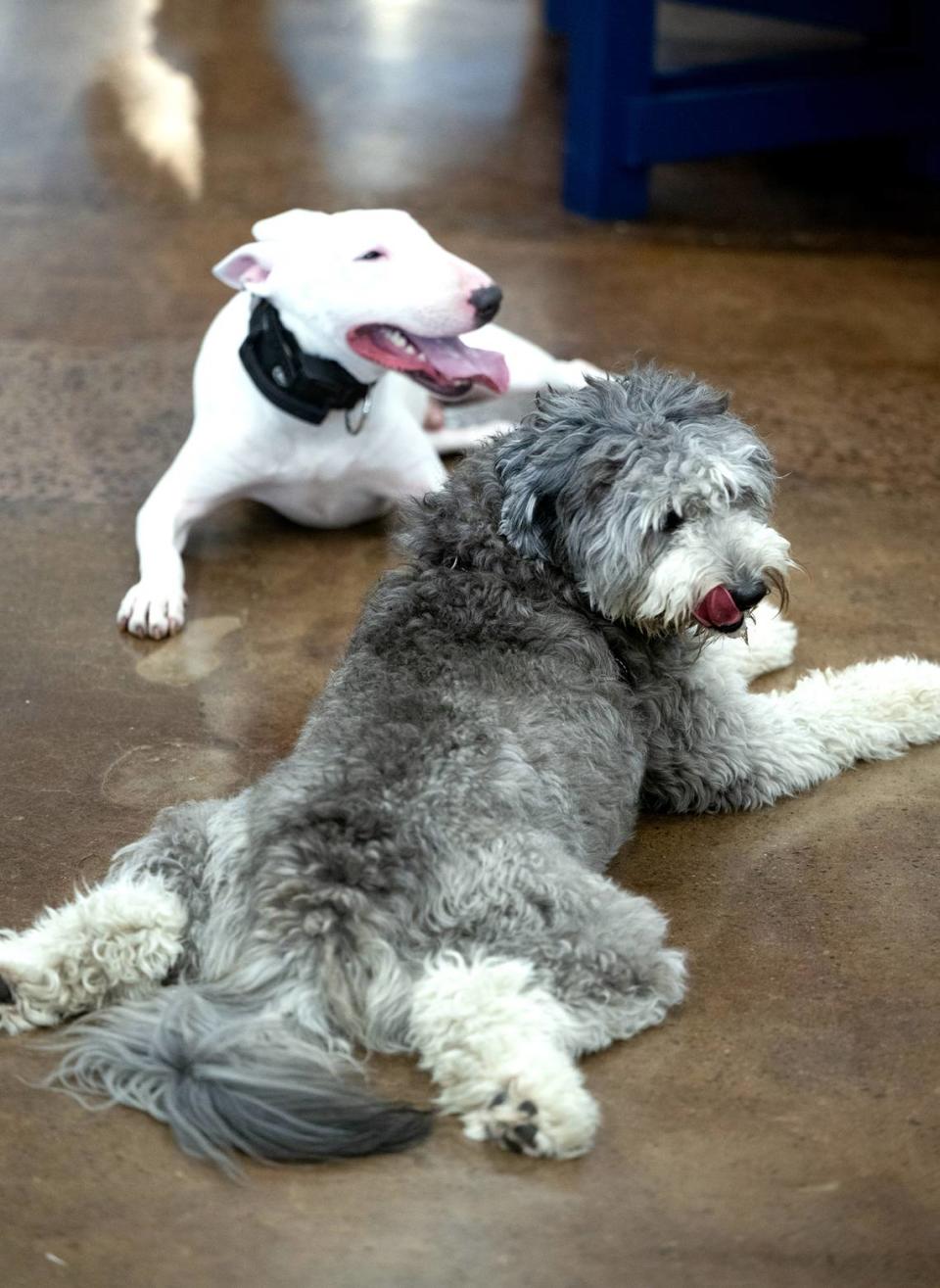 Chloe, an Australian shepherd poodle mix, and bull terrier, Zero, take a break from playing at Bark indoor dog park and tap room in Modesto, Calif., Thursday, Oct. 19, 2023.