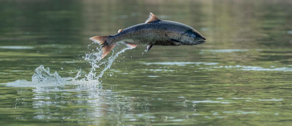 A chinook salmon jumps in the Sacramento River in California.