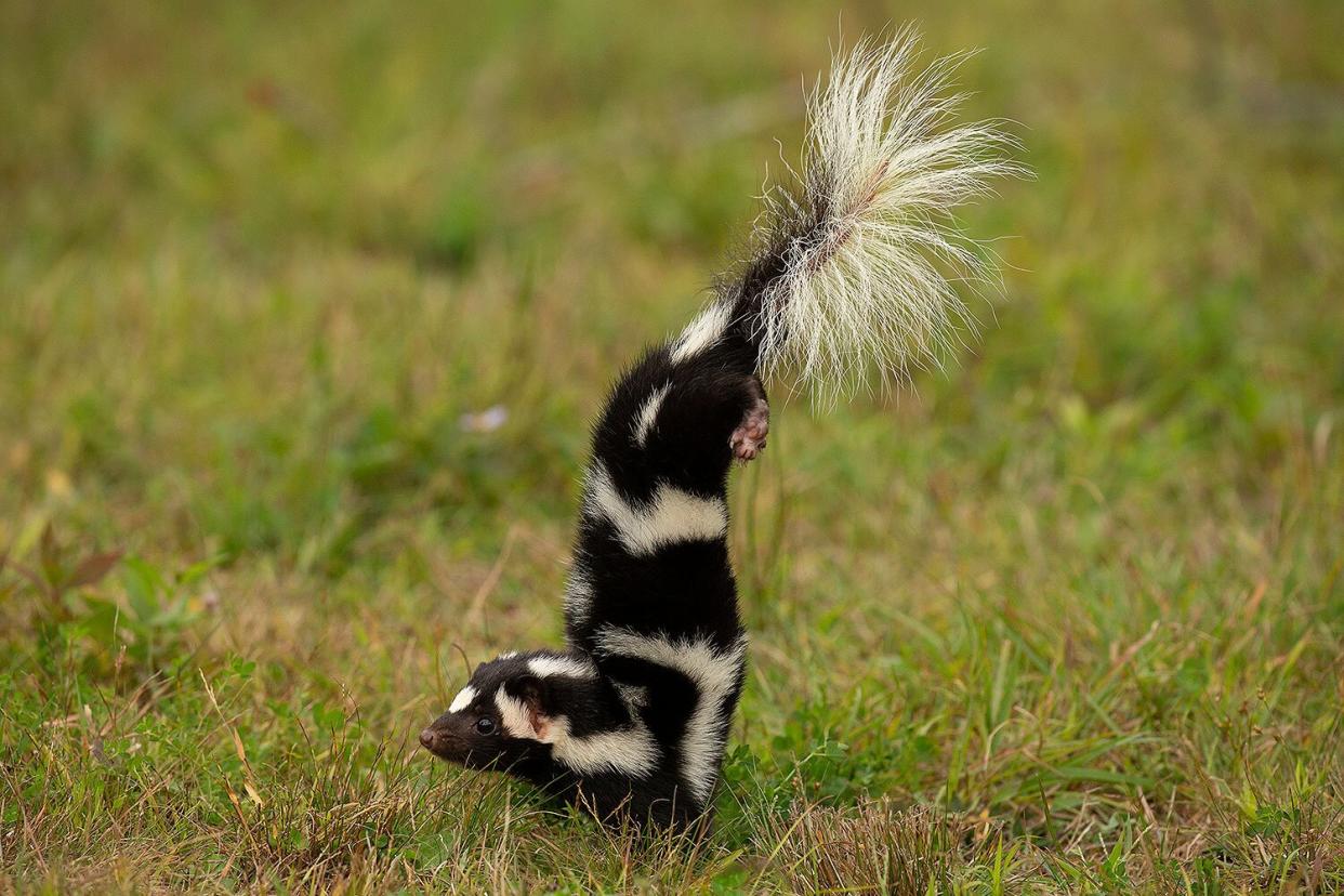 handstand skunk