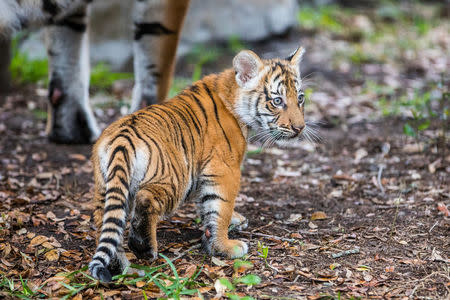 Berisi, a Malayan tiger cub, emerges from her den into the tiger habitat with her mother Bzui at Tampa's Lowry Park Zoo in Tampa, Florida, U.S. December 7, 2016. Christina Lasso/Tampa's Lowry Park Zoo/Handout via REUTERS