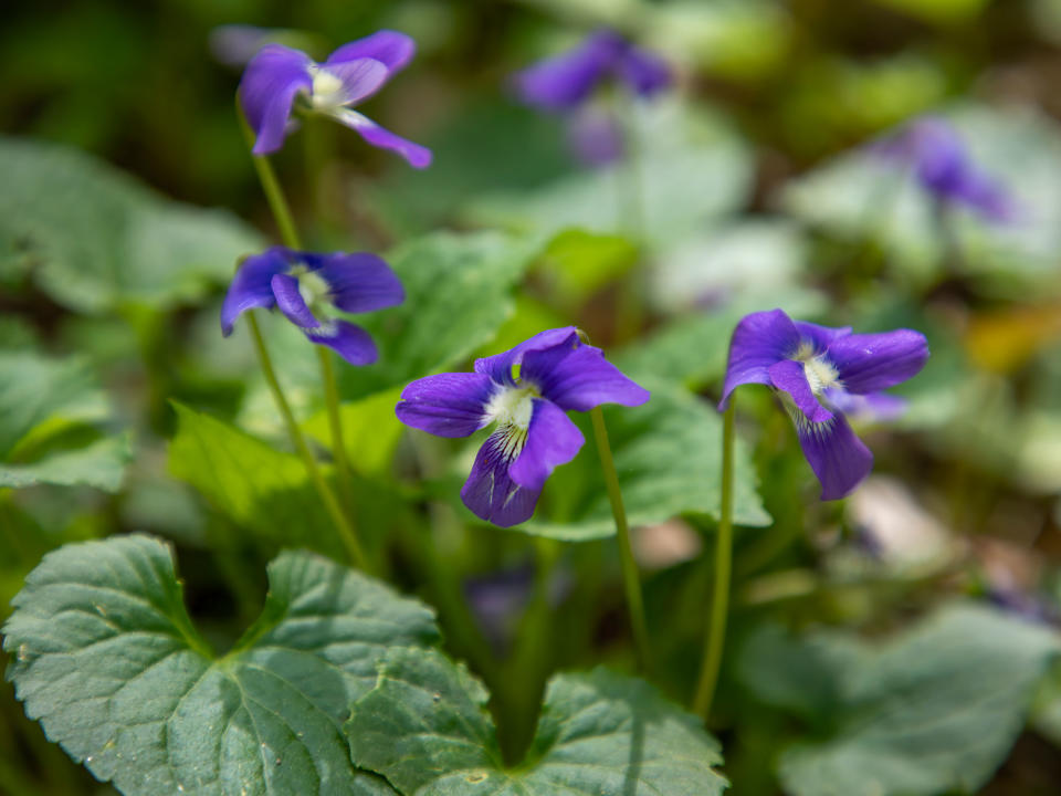 purple violet flowers