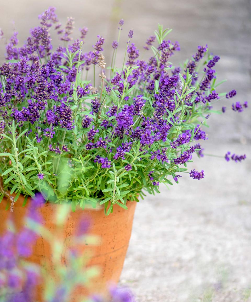 lavender in a pot