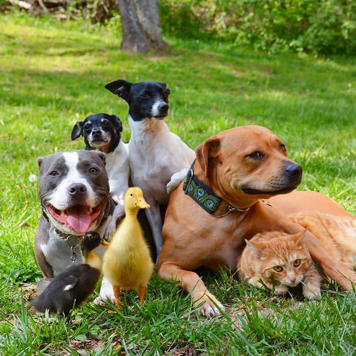 Hermano mayor. El primero al que rescataron y adoptaron fue a Roxy, un toy fox terrier al que le falta una articulación en la cadera. Una semana después, adoptaron una perra pitbull llamada Nala, que por desgracia tenía un problema cardíaco y murió.