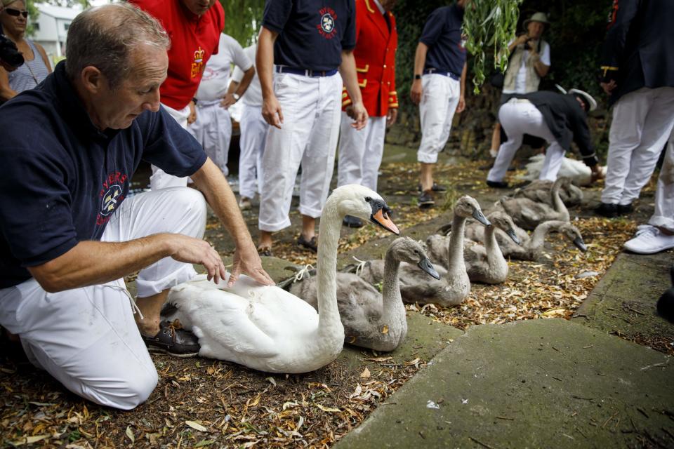 Captured swans and cygnets are measured and checked during the annual Swan Upping Census on the River Thames at Staines, west of London on July 15, 2019. - Swan Upping is the annual census of the swan population on stretches of the River Thames and dates from the twelfth century when the Queen claimed ownership of all mute swans and is overseen by the Queen's Marker. The census takes place over five days on the third week of July every year. (Photo by Tolga Akmen / AFP)        (Photo credit should read TOLGA AKMEN/AFP via Getty Images)